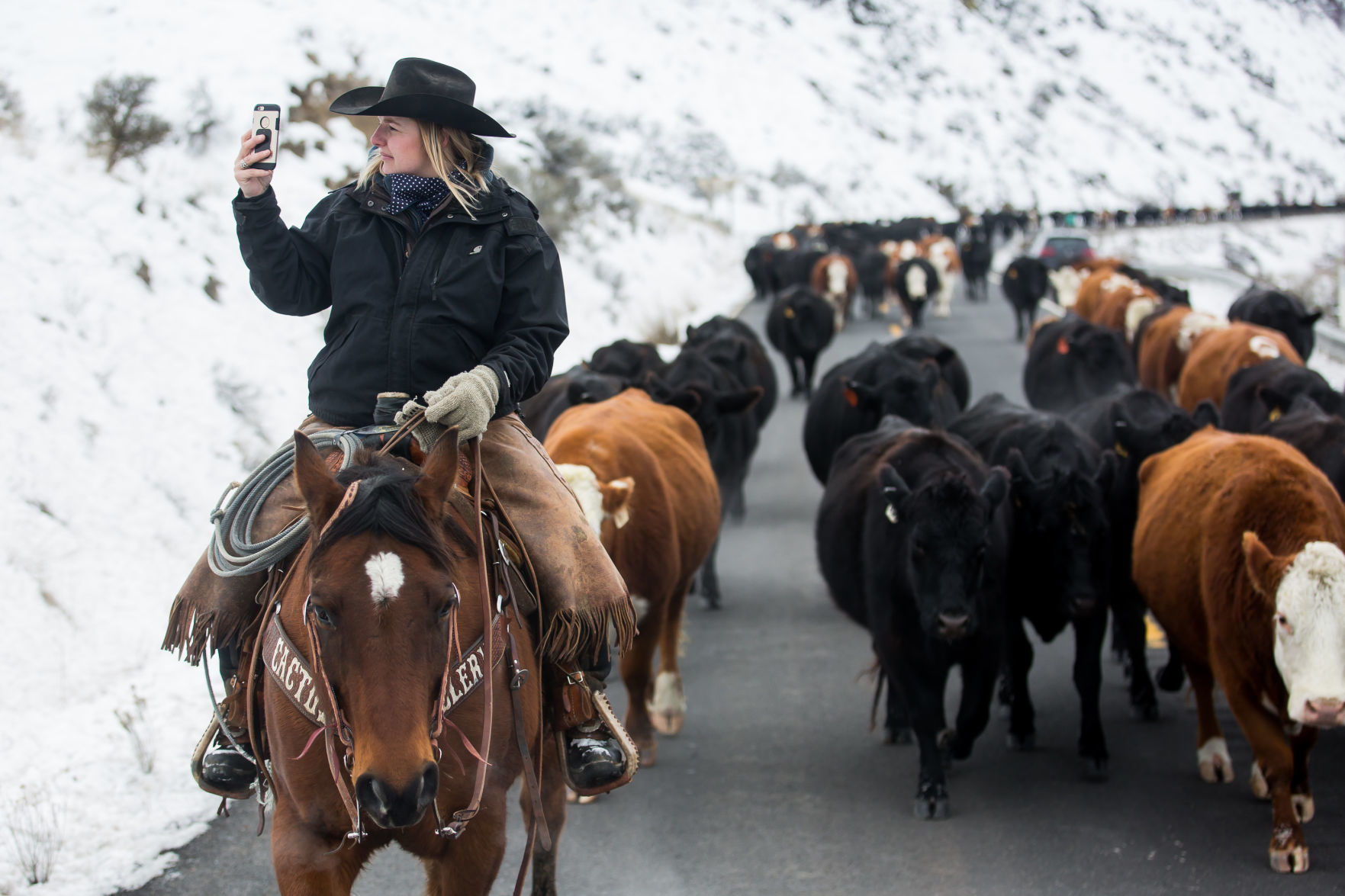Annual Eaton family cattle drive